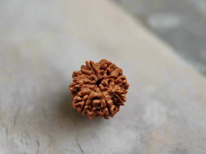 8 Mukhi Rudraksha