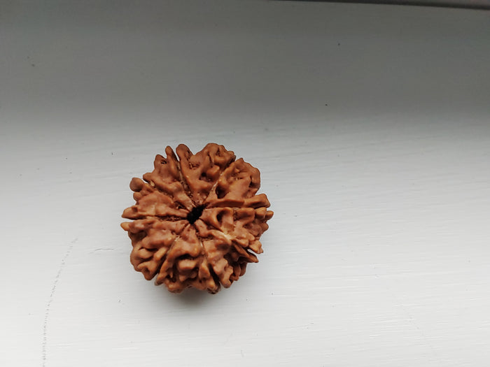 8 Mukhi Rudraksha