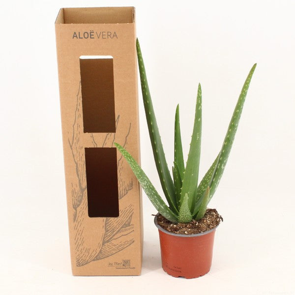 Aloe Vera in cardboard box (12cm Pot) 42cm