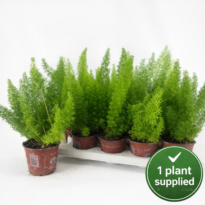 Asparagus dens Myers (12cm Pot) 30cm