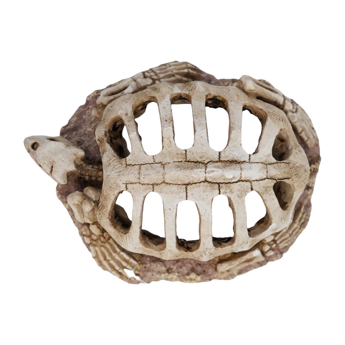 Betta Turtle Skeleton