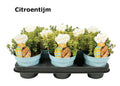 Bio Herbs Thym lemon (12cm Pot) 15cm