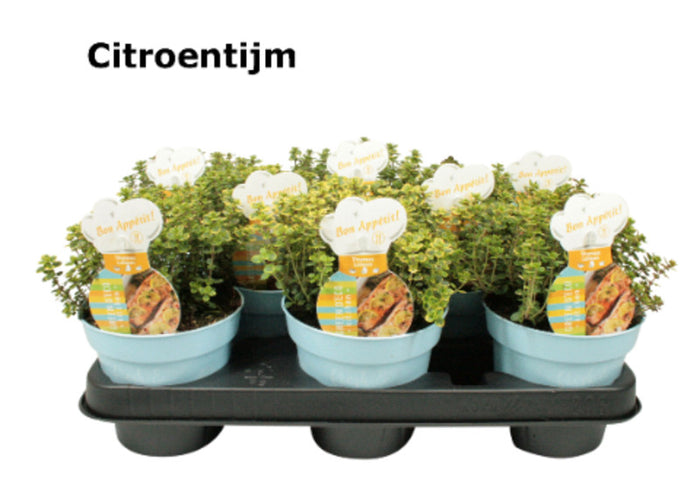 Bio Herbs Thym lemon (12cm Pot) 15cm