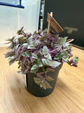 Callisia Rosato (10.5cm Pot) 15cm
