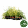 Carex Mixed Sedge (8cm Pot) 25cm