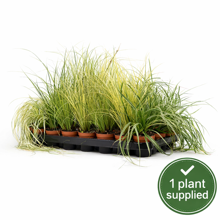 Carex Mixed Sedge (8cm Pot) 25cm