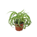 Chlorophytum com. Bonnie (12cm Pot) 25cm