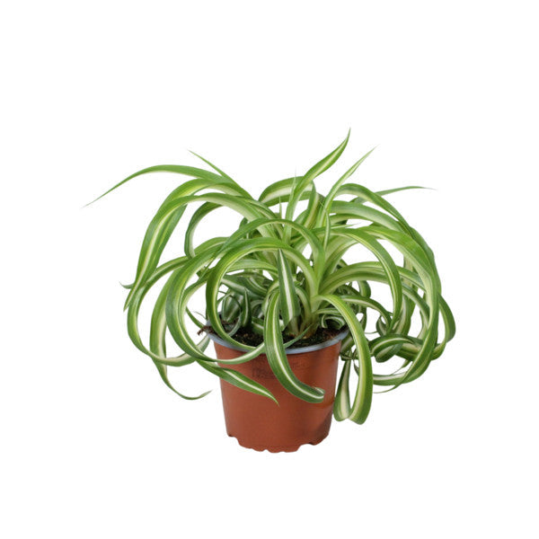 Chlorophytum com. Bonnie (12cm Pot) 25cm
