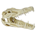 Crocodile Skull 23X11x15