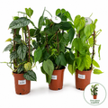 Epipremnum Mixed ‘Kratiste’ Double Arch – 14cm Pot, 45cm Tall