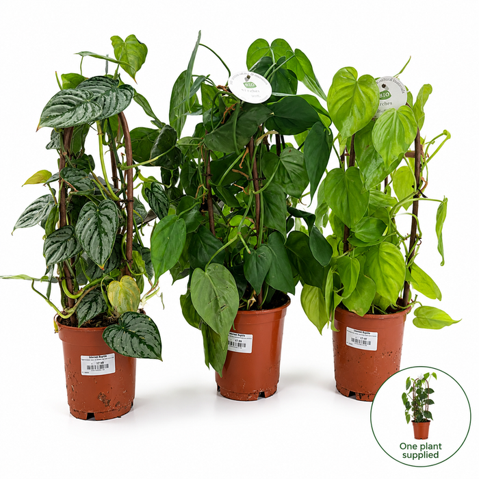 Epipremnum Mixed ‘Kratiste’ Double Arch – 14cm Pot, 45cm Tall