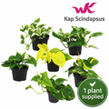 Epipremnum pinn (scindapsus) mixed (12cm Pot) 25cm