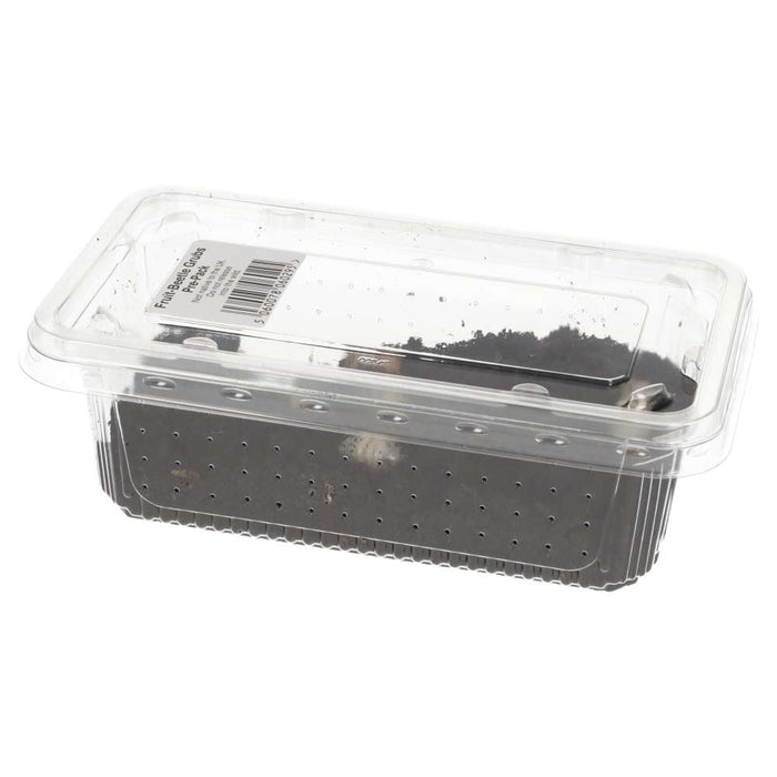 Fruit-beetle Grubs - Pachnoda - Pack of 10
