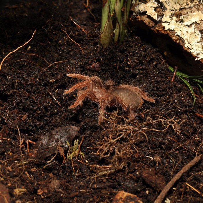 HabiStat Jungle Bio Substrate