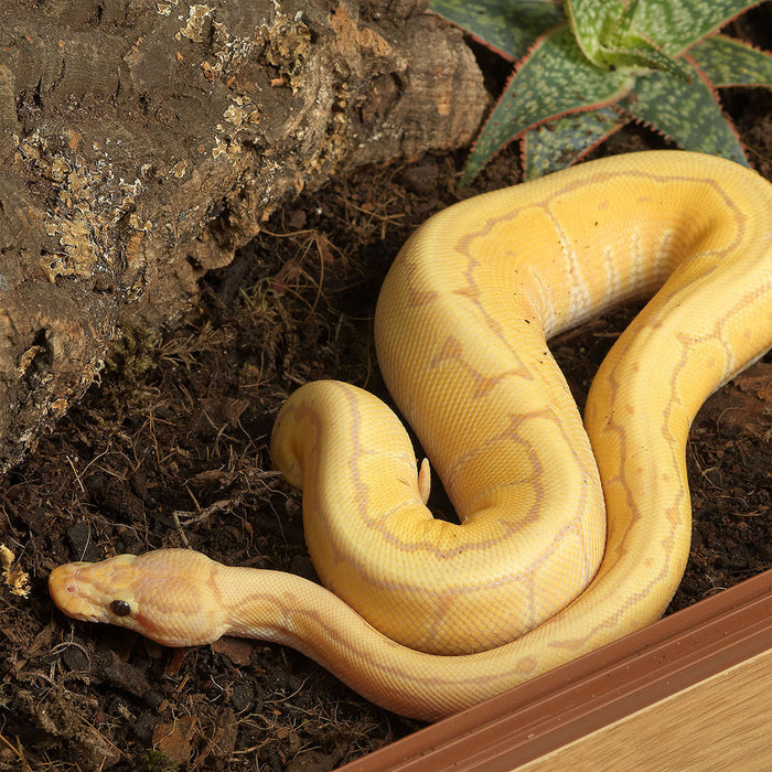 HabiStat Snake Accessory Kit