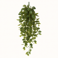 Komodo Banyan Leaf Hanging Plant 30cm