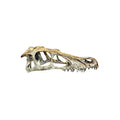 Komodo Raptor Skull Small