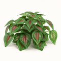 Komodo Red Pathos Canopy 13cm