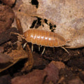 Giant Orange Woodlice bioactive isopods