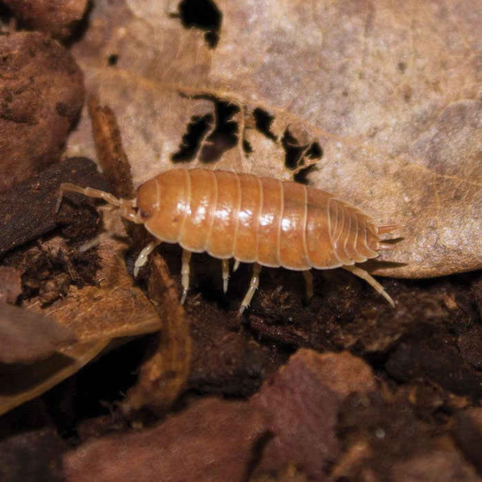 Giant Orange Woodlice bioactive isopods
