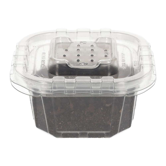 Mini Speckled Woodlice pre-pack