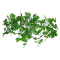 Lucky Reptile Grape Leaf Vine, LP-73