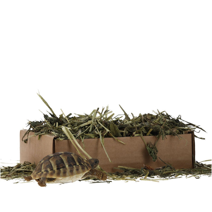 ProRep Tortoise Foraging Tray 70g