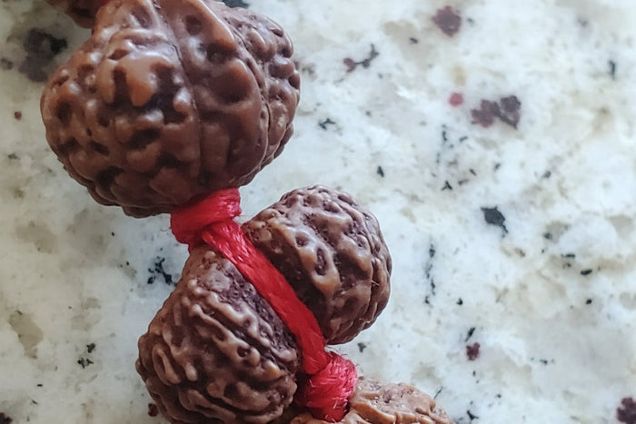 Siddha Rudraksha Bracelet (1-14 mukhi)