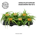 Spider Plant Mix (Chlorophytum) (12cm Pot) 20cm