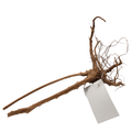 Spider Wood (Single) Small