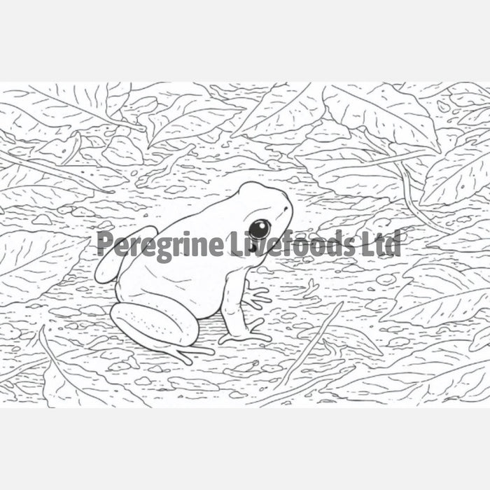 The Colouring Book of Amphibians