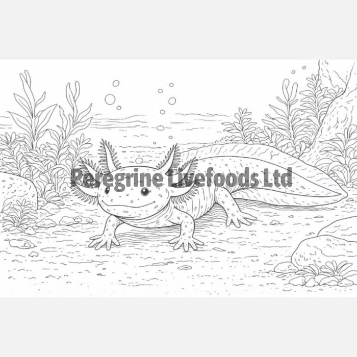 The Colouring Book of Amphibians