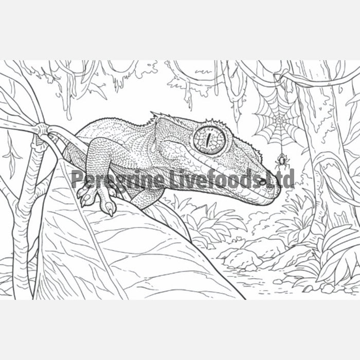 The Colouring Book of Reptiles
