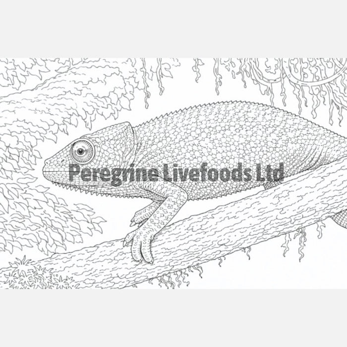 The Colouring Book of Reptiles