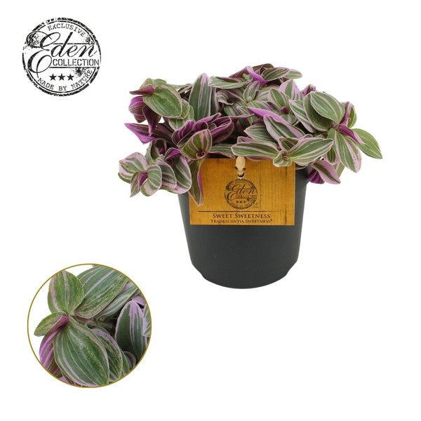 Tradescantia Sweetness (10.5cm Pot)