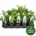 Winter Hardy Fern Mix (11cm Pot) 15cm