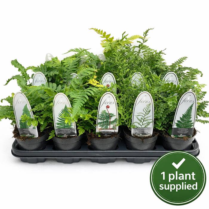 Winter Hardy Fern Mix (11cm Pot) 15cm